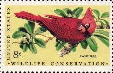 Northern Cardinal (Cardinalis cardinalis)