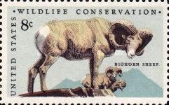 Bighorn Sheep (Ovis canadensis)