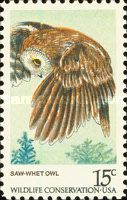 Northern Saw-whet Owl (Aegolius acadicus)