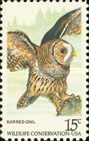 Barred Owl (Strix varia)