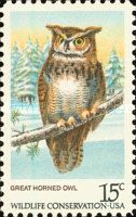 Great Horned Owl (Bubo virginianus)