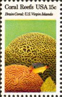Brain Corals