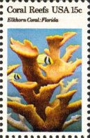 Elkhorn Coral