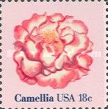 Camelia