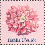 Dahlia