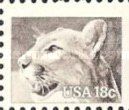 Puma (Felis concolor)