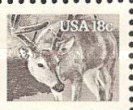 White-tailed Deer (Odocoileus virginianus)