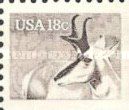 Pronghorn (Antilocapra americana)