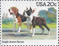 Beagle and Boston Terrier