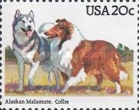 Alaskan Malamute and Collie