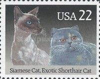 Siamese and Exotic Shorthair Cats