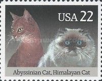 Abyssinian and Himalayan Cats
