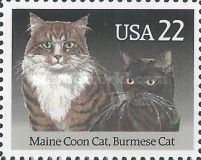 Maine Coon and Burmese Cats