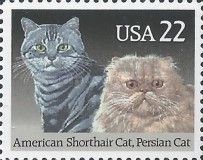 American Shorthair and Persian Cats
