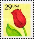 Tulip