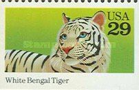 White Bengal Tiger (Panthera tigris tigris)