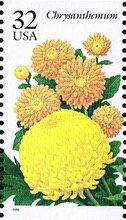 Chrysanthemum