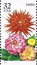 Dahlia