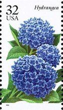 Hydrangea