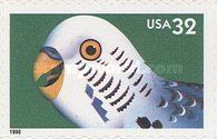 Budgerigar