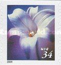 Longiflorum Lily