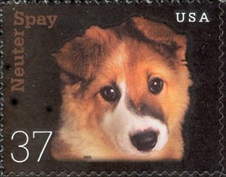 Puppy