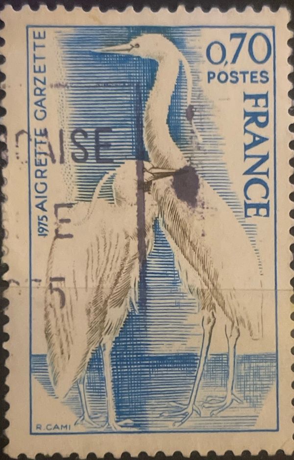 Little Egret (Egretta garzetta)