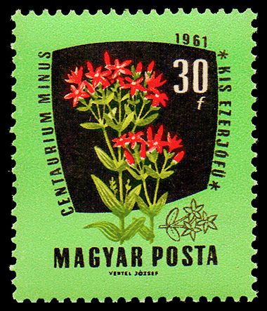 European Centaury (Centaurium erythraea)