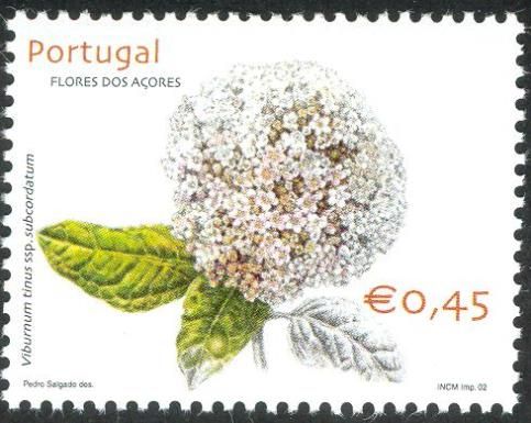 Plant Viburnum tinus