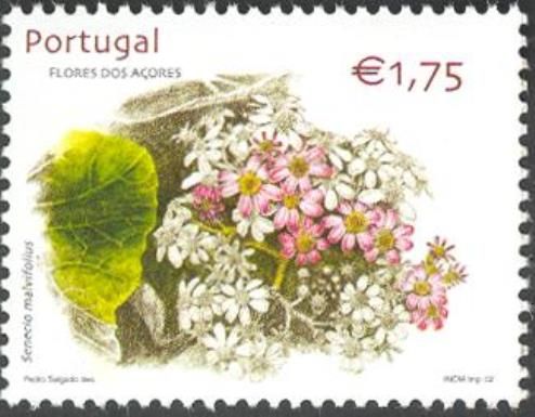 Senecio malvifolius