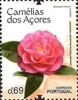 Camellia 'Patrícia Bensaude Fernandes'