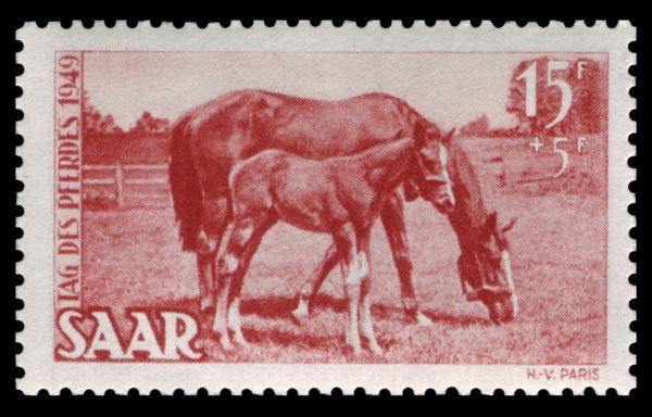 Mare with foal