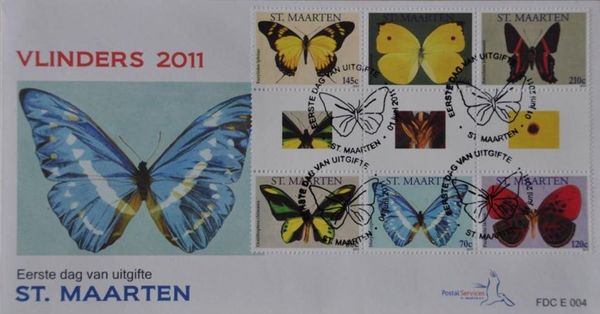 Cypris Morpho (Morpho cypris)