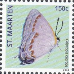 Red-banded Hairstreak (Calycopis cecrops)