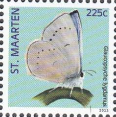 Silvery Blue (Glaucopsyche lygdamus)