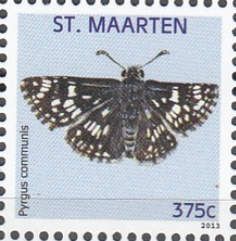 Common Checkered Skipper (Pyrgus communis)