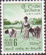 Harvesting Rice - Redrawn