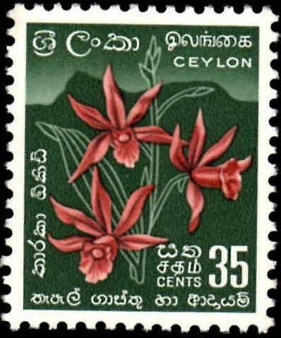Star Orchid (Phaius tankervilleae) - Redrawn