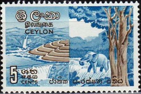 Rice Field, Asian Elephant (Elephas maximus)
