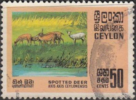 Spotted Deer (Axis axis)