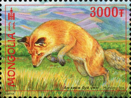 Red Fox (Vulpes vulpes)