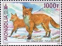 Red Fox (Vulpes vulpes)