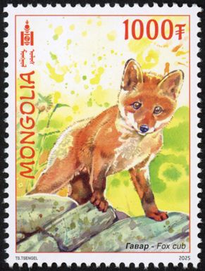 Red Fox (Vulpes vulpes)