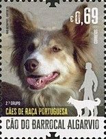 Algarve Barrocal Dog