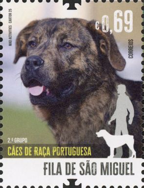 São Miguel Cattle Dog