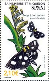 White-Spotted Sable Moth (Anania funebris)