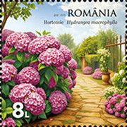 Hydrangeas (Hydrangea macrophylla)