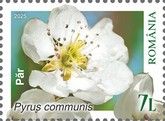Pear (Pyrus communis)