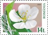 Cherry (Prunus cerasifera)