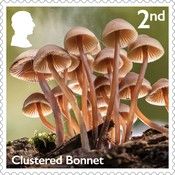 Clustered Bonnet (Mycena inclinata)